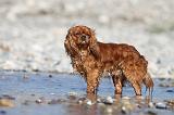 CAVALIER KING CHARLES 234